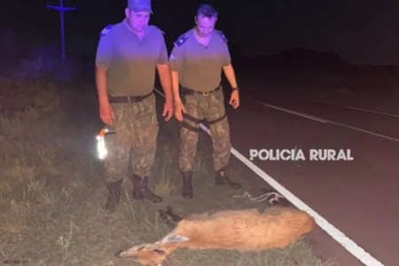  Policías acuden ante un ciervo de los pantanos herido sobre la ruta 